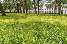 Brugge - Bijenvriendelijkste gemeente 2020
