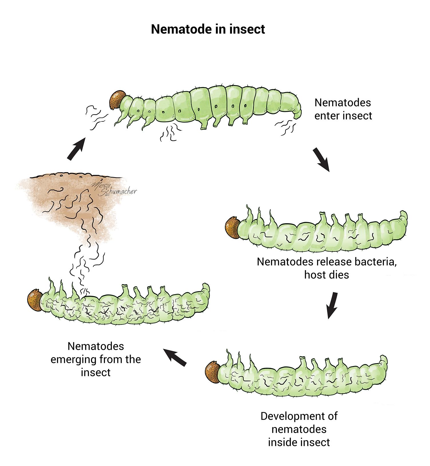 Nematoden in insecten